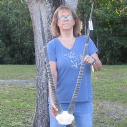 Gemsbok Skull Plate with 37 inch horns for sale $85