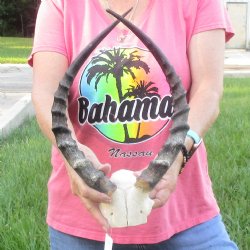 B-Grade 17 inch impala skull plate and horns for $32