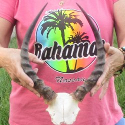 B-Grade 12-1/2 inch impala skull plate and horns for $32