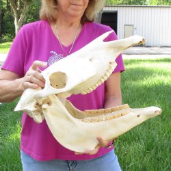 16x7 inch Zebra Skull B-Grade - $80