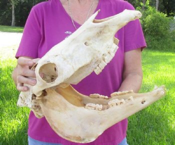 Discounted Zebra Skulls 