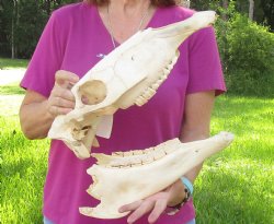 16x7 inch Zebra Skull Craft-Grade - $65