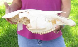 Craft-grade Zebra Top Skull (no bottom jaw) 19 inches long - You are buying the damaged and discounted skull pictured for $39