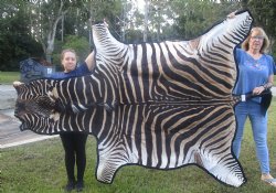 Authentic 97" x 60" A- Grade Zebra Skin Rug with felt backing, available for purchase - $1250 (Adult Signature Required) 