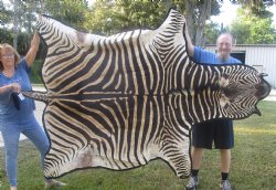Genuine 92" x 63" B- Grade Zebra Skin Rug with felt backing, available for purchase - $995 (Adult Signature Required) 
