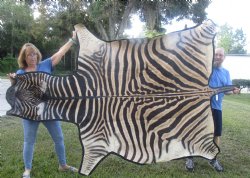 100" x 70" C- Grade Zebra Skin Rug with felt backing, available for purchase - $825 (Adult Signature Required)