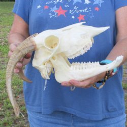A-Grade 11" Horns on 9" Domestic Goat Skull & Mandible - $110