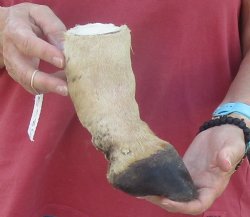 7" Zebra Foot ...