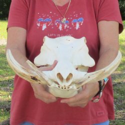 14 inch long African Warthog Skull for sale with 9-1/2 inch Ivory tusks - $180