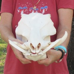 14 inch long African Warthog Skull for sale with 5 & 8 inch Ivory tusks - $150