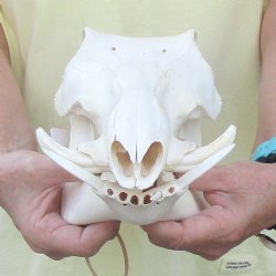 11 inch long African Warthog Skull for sale with 2 inch Ivory tusks - $90