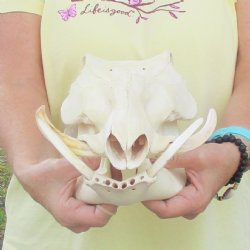 12 inch long African Warthog Skull for sale with 4 inch Ivory tusks - $90