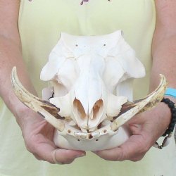 12 inch long African Warthog Skull for sale with 5 inch Ivory tusks - $115