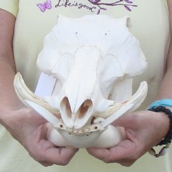 12 inch long African Warthog Skull for sale with 5 inch Ivory tusks - $115