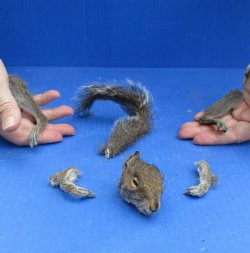 Preserved Squirrel Head, Legs, & Tail -<font color=red>Special Price</font> $25