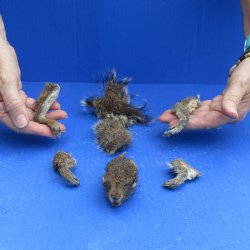 Preserved Squirrel Head, Legs, & Tail -<font color=red>Special Price</font> $25