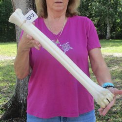 24" Giraffe Metatarsal Leg Bone 