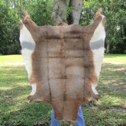 Blesbok Skin Rug, Blesbok Hide Soft Tanned 49" x 36" - Review all photos.  (You are buying the skin pictured) for $70