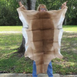 48L x 28W African impala skin, hide - You are buying this one for $70.00