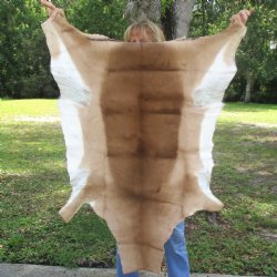 46L x 30W African impala skin, hide - You are buying this one for $70.00