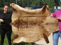 For Sale Red Hartebeest Skin Rug, Hide, 54" long and 43" wide for $120