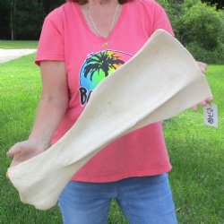 23 Inch Giraffe Shoulder Blade