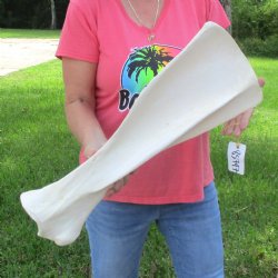 23-1/2 Inch Giraffe Shoulder Blade 