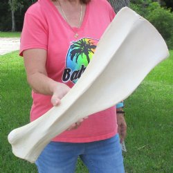  21 Inch Giraffe Shoulder Blade