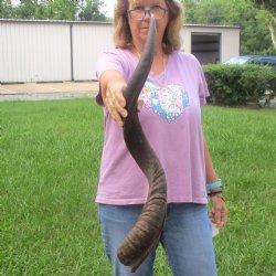 33"  Kudu Horn 