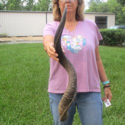 31" Kudu Horn 