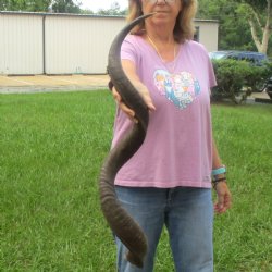  Kudu horn for sale measuring 43 inches - $125