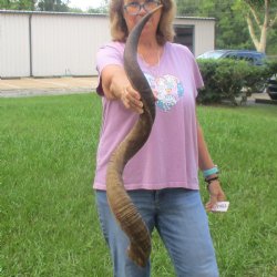  Kudu horn for sale measuring 41 inches - $125