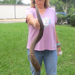31"  Kudu Horn