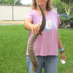  31" Kudu Horn 