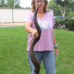  Kudu horn for sale measuring 41 inches - $125