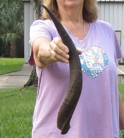 20-1/2" B-Grade Kudu Horn