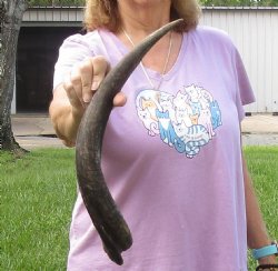 20" B-Grade Kudu Horn