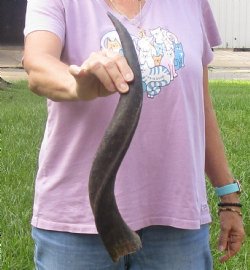 21" B-Grade Kudu Horn