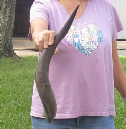 21" B-Grade Kudu Horn