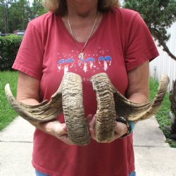 31 & 32 inch matchi...