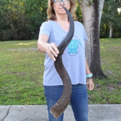 B-Grade Kudu horn for sale measuring 37 inches, for $60