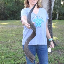 B-Grade Kudu horn for sale measuring 39 inches, for $60