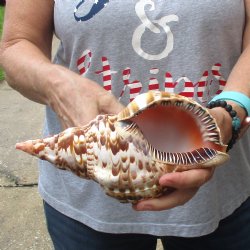Caribbean Triton seashell 9 inches long for $29