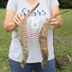 Buy this 2 piece lot of 23 and 24 inch Goat Horns from Africa for $30/lot 