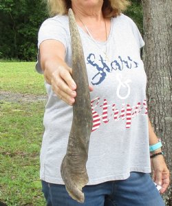 B-Grade 24" Male Eland Horn - $22