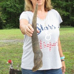 B-Grade 24" Male Eland Horn - $22