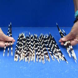 50 Thick African Porcupine Quills 9 to 11 inches - $70