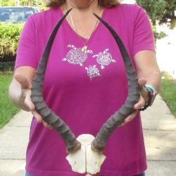 Buy this 18-1/4 inch impala skull plate and horns for $55 