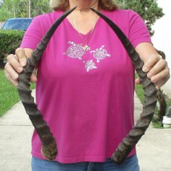 2pc African Impala Horns, Impala Antlers Animal Horns 22-1/4 & 21-1/2 inches for $31/lot