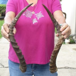 2pc African Impala Horns, Impala Antlers Animal Horns 19-1/2 & 20 inches for $31/lot